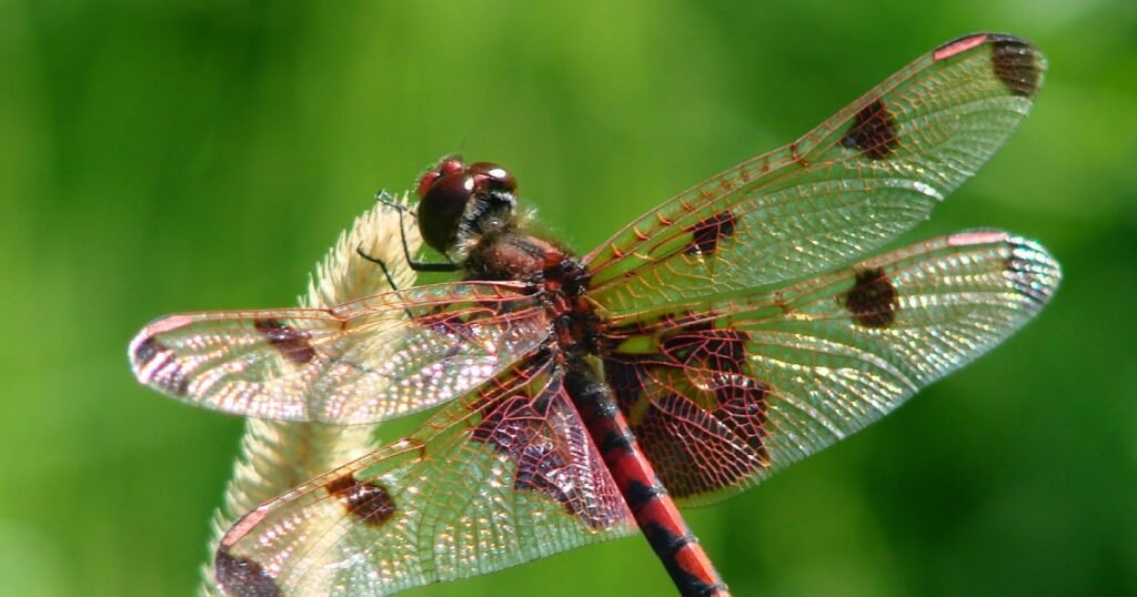 Dragons and Dragonflies in the Lovell Lectionary